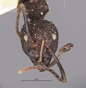 Media type: image;   Entomology 22915 Aspect: head frontal view